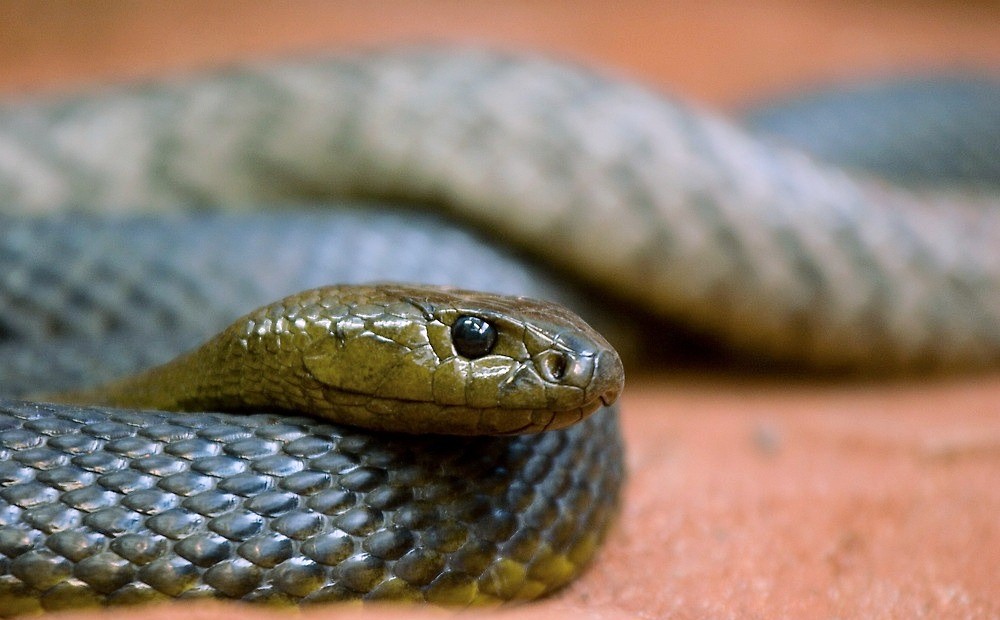 Main things you should know about poisonous snakes