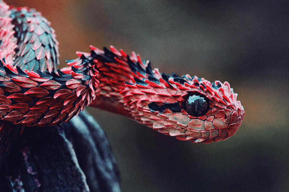 Deadliest Snake in the World