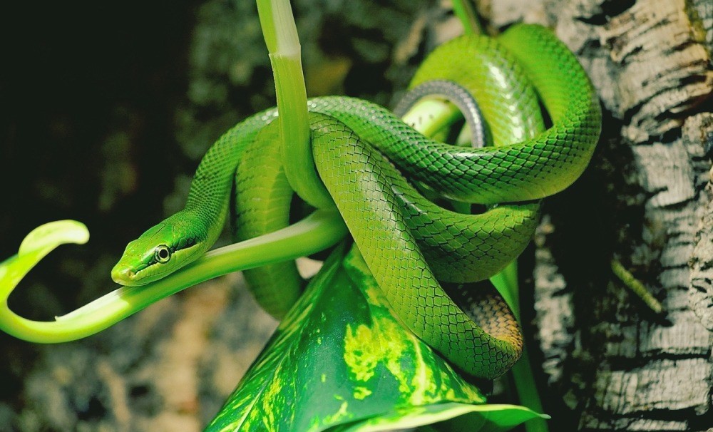 10 facts about reptiles you didn’t know