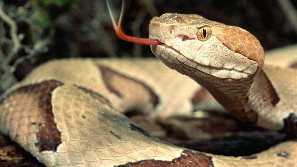 Poisonous snakes in Canada you should know about