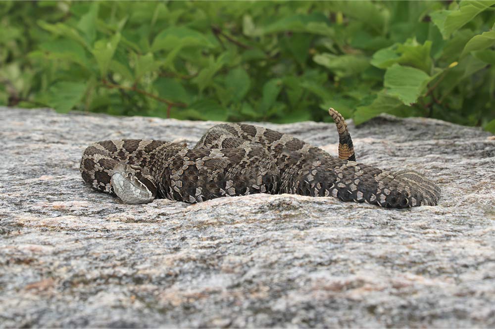 Eastern Massasauga Rattlesnake Ontario