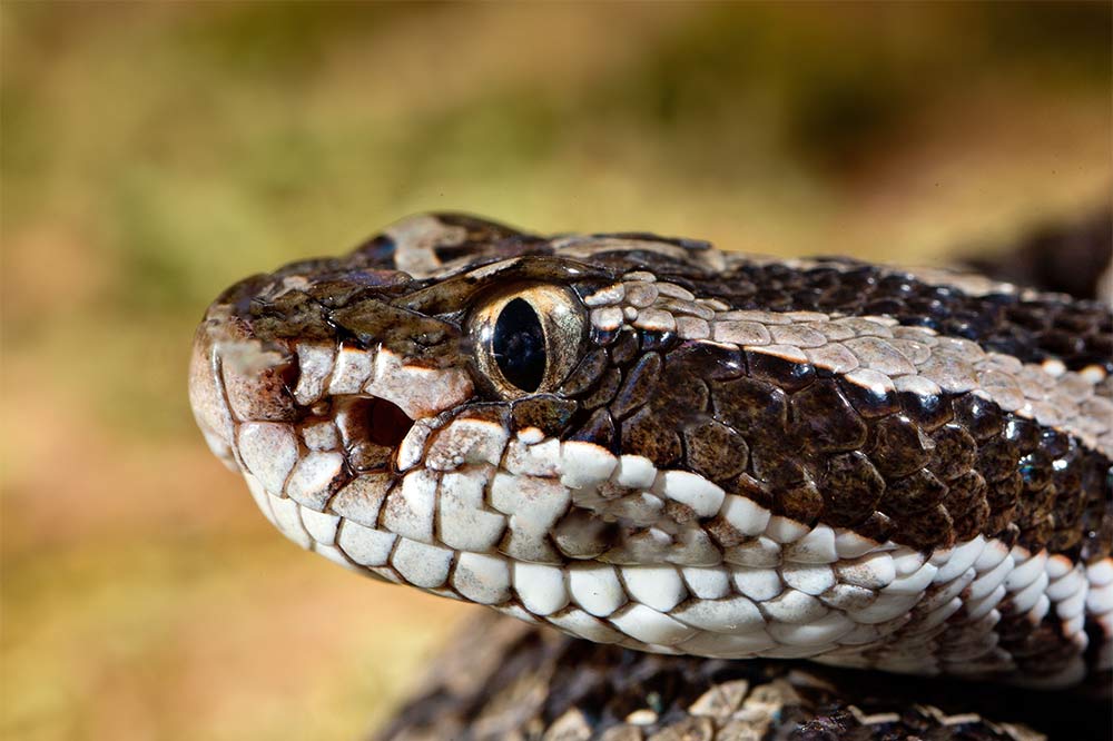 The Eastern Massasauga Rattlesnake Ontario's Unique Reptile